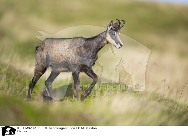 Gmse / chamois / DMS-14163