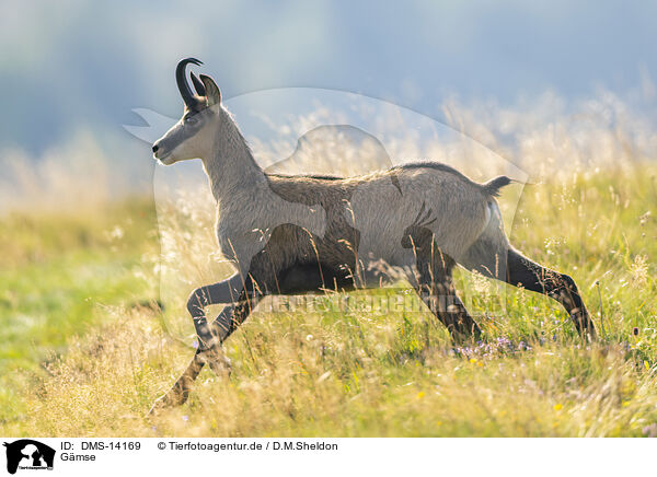 Gmse / chamois / DMS-14169
