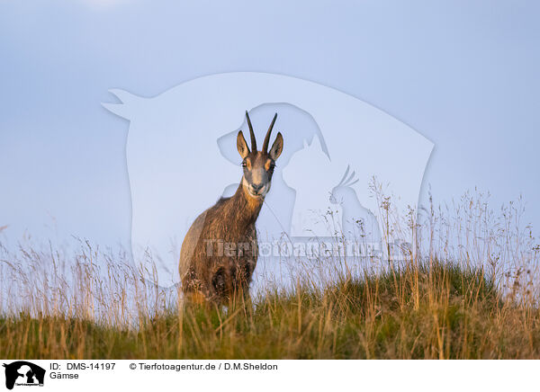 Gmse / chamois / DMS-14197