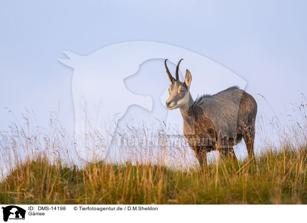 Gmse / chamois / DMS-14198