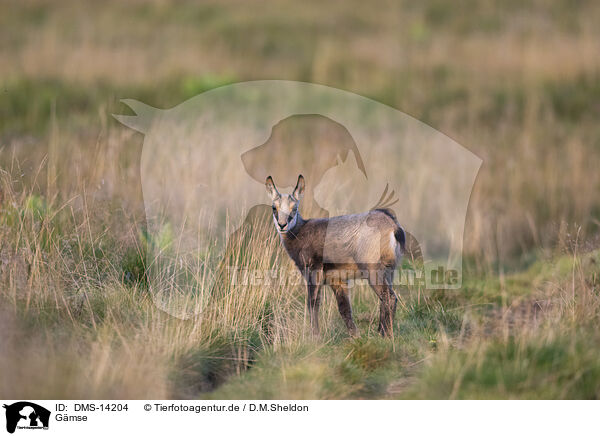 Gmse / chamois / DMS-14204