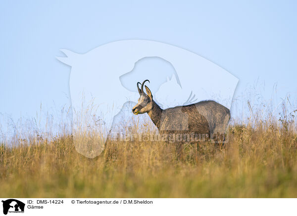 Gmse / chamois / DMS-14224