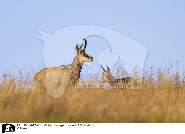 Gmse / chamois / DMS-14241