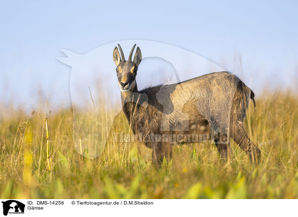 Gmse / chamois / DMS-14258