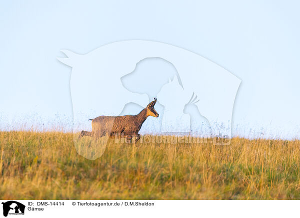 Gmse / chamois / DMS-14414