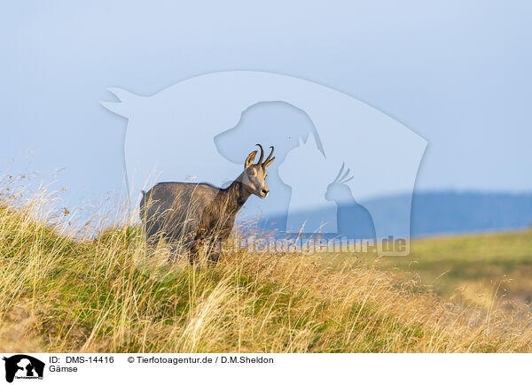 Gmse / chamois / DMS-14416