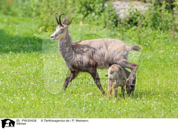 Gmse / Chamois / PW-20428