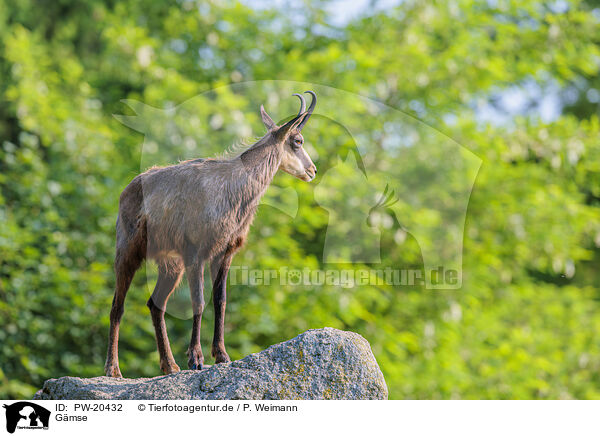 Gmse / Chamois / PW-20432