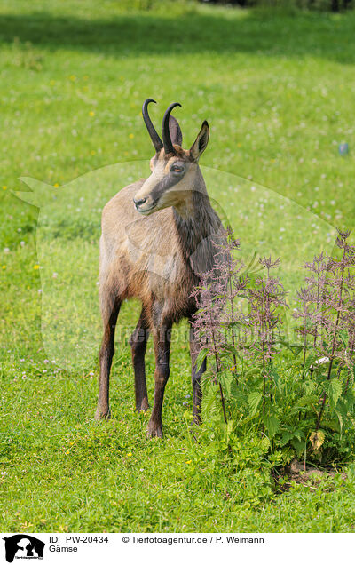 Gmse / Chamois / PW-20434