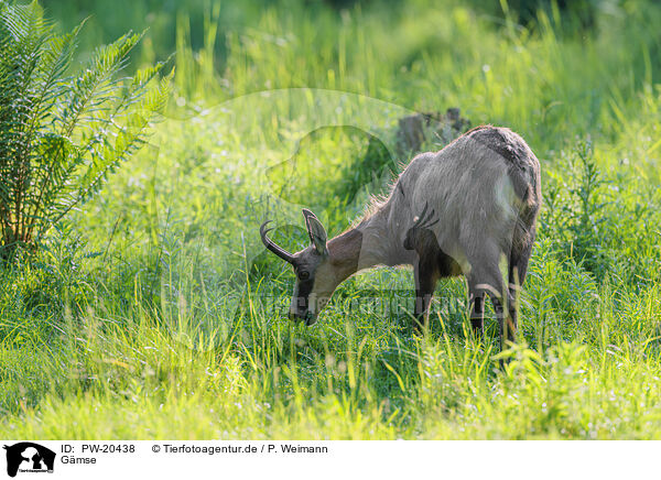 Gmse / Chamois / PW-20438