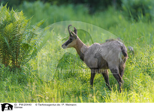 Gmse / Chamois / PW-20440