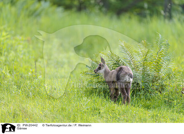 Gmse / Chamois / PW-20442