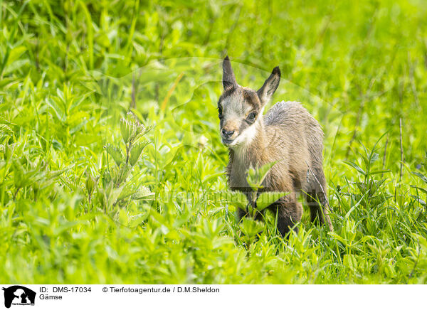 Gmse / chamois / DMS-17034