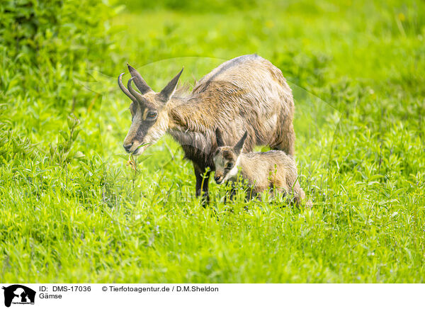 Gmse / chamois / DMS-17036