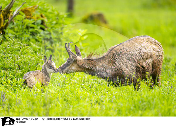 Gmse / chamois / DMS-17039