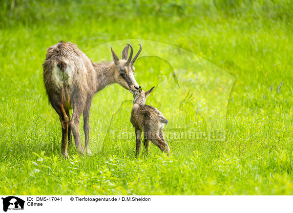 Gmse / chamois / DMS-17041