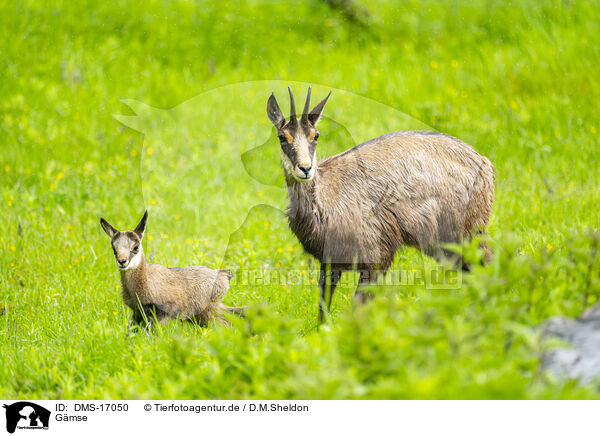 Gmse / chamois / DMS-17050