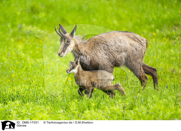 Gmse / chamois / DMS-17051