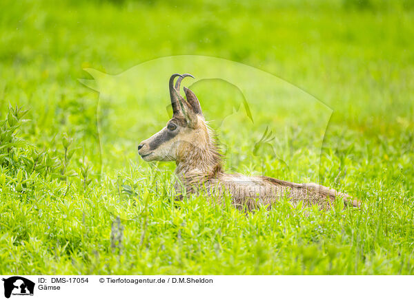 Gmse / chamois / DMS-17054