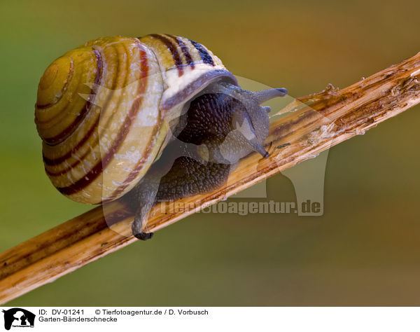 Garten-Bnderschnecke / snail / DV-01241