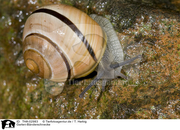 Garten-Bnderschnecke / white-lipped snail / THA-02983