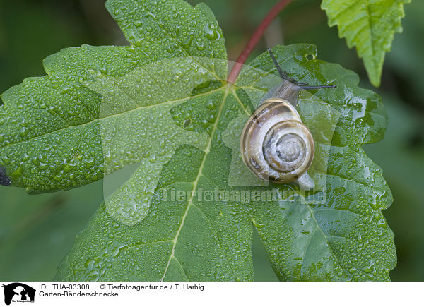 Garten-Bnderschnecke / THA-03308