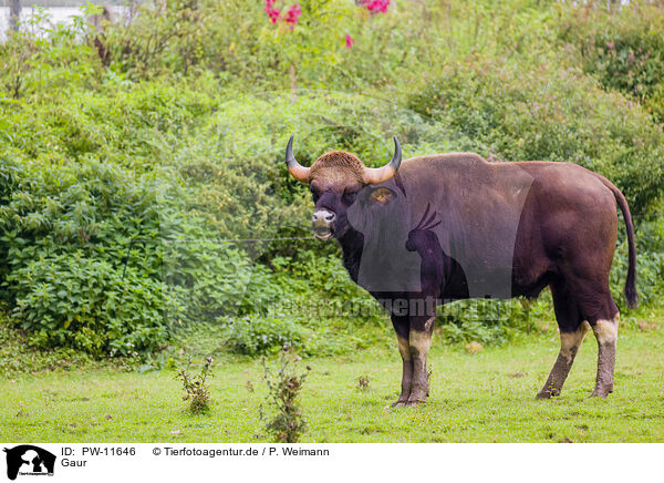 Gaur / Indian bison / PW-11646