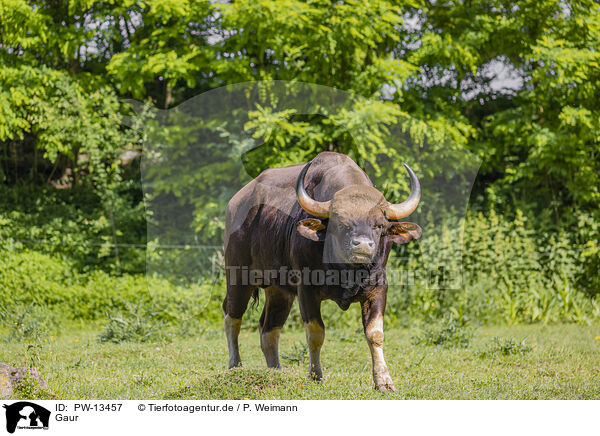 Gaur / PW-13457