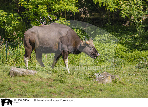 Gaur / Indian bison / PW-13459