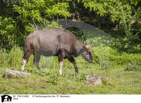 Gaur / Indian bison / PW-13460
