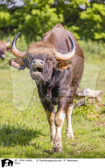 Gaur / Indian bison / PW-13463