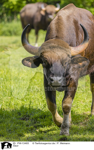 Gaur / Indian bison / PW-13465