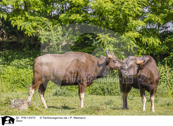 Gaur / Indian bison / PW-13470