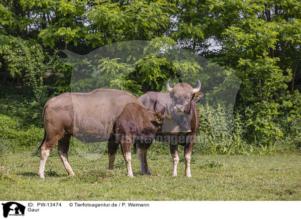 Gaur / Indian bison / PW-13474