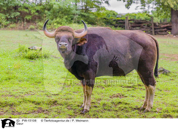 Gaur / Indian bison / PW-15108