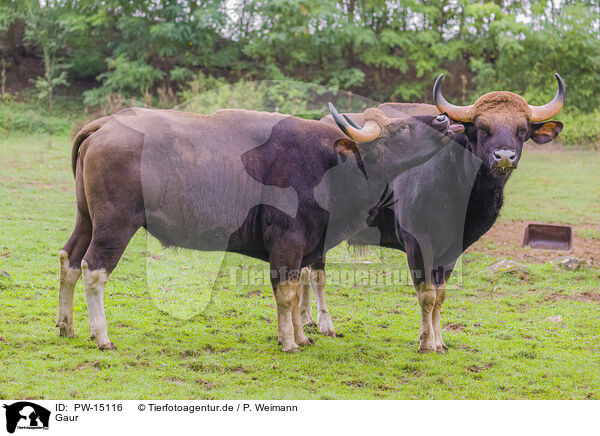 Gaur / Indian bisons / PW-15116