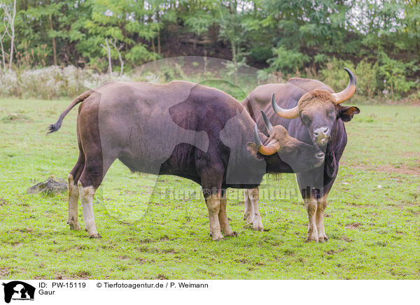 Gaur / Indian bisons / PW-15119