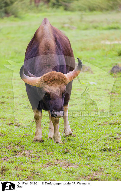 Gaur / Indian bison / PW-15120