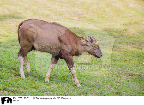 Gaur / Indian bison / PW-17371