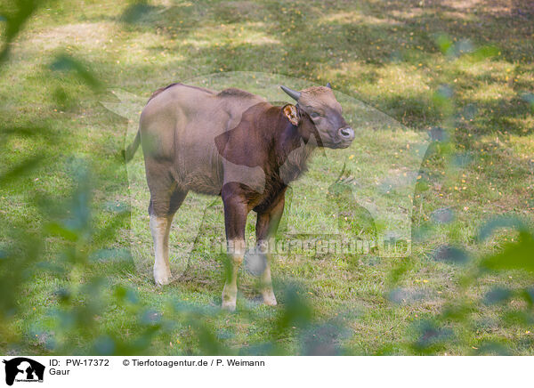 Gaur / Indian bison / PW-17372