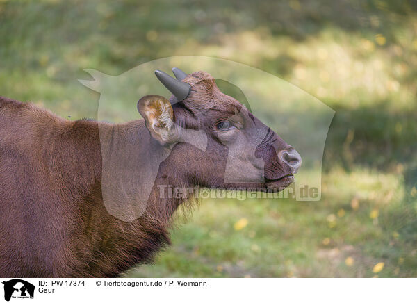 Gaur / Indian bison / PW-17374