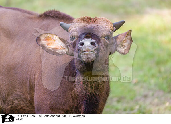 Gaur / Indian bison / PW-17376