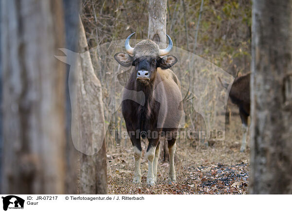 Gaur / Gaur / JR-07217