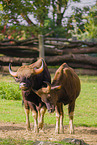 Gaur