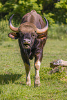 Gaur