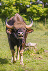 Gaur