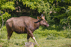 Gaur