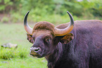 Gaur