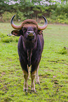 Gaur