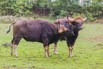 Gaur